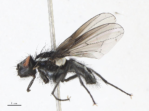 (Syllimnophora - CBG-A10777-B10)  @11 [ ] CreativeCommons - Attribution Share - Alike (2023) CBG Photography Group Centre for Biodiversity Genomics