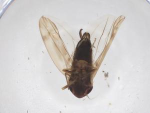  ( - CBG-A45629-E12)  @11 [ ] CreativeCommons - Attribution Share - Alike (2024) Centre for Biodiversity Genomics Centre for Biodiversity Genomics