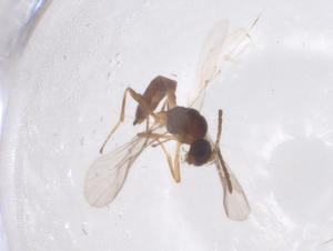  ( - CBG-B15804-G03)  @11 [ ] CreativeCommons - Attribution Share - Alike (2025) Centre for Biodiversity Genomics Centre for Biodiversity Genomics