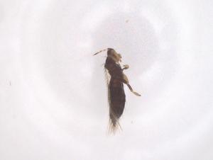  ( - CBG-B15826-B08)  @11 [ ] CreativeCommons - Attribution Share - Alike (2025) Centre for Biodiversity Genomics Centre for Biodiversity Genomics