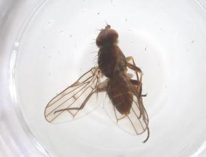  (Ensina hyalipennis - CBG-B16094-C01)  @11 [ ] CreativeCommons - Attribution Share - Alike (2025) Centre for Biodiversity Genomics Centre for Biodiversity Genomics