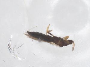  ( - CBG-B16447-D11)  @11 [ ] CreativeCommons - Attribution Share - Alike (2025) Centre for Biodiversity Genomics Centre for Biodiversity Genomics