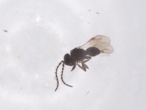  ( - CBG-B16448-B05)  @11 [ ] CreativeCommons - Attribution Share - Alike (2025) Centre for Biodiversity Genomics Centre for Biodiversity Genomics