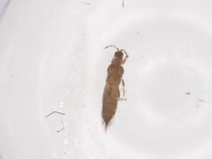  ( - CBG-B17631-F06)  @11 [ ] CreativeCommons - Attribution Share - Alike (2025) Centre for Biodiversity Genomics Centre for Biodiversity Genomics