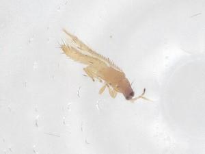  ( - CBG-B17633-G05)  @11 [ ] CreativeCommons - Attribution Share - Alike (2025) Centre for Biodiversity Genomics Centre for Biodiversity Genomics