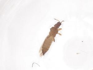  ( - CBG-B18310-H08)  @11 [ ] CreativeCommons - Attribution Share - Alike (2025) Centre for Biodiversity Genomics Centre for Biodiversity Genomics