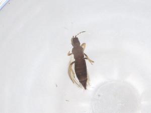  ( - CBG-B18311-F03)  @11 [ ] CreativeCommons - Attribution Share - Alike (2025) Centre for Biodiversity Genomics Centre for Biodiversity Genomics