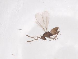  ( - CBG-B18395-E02)  @11 [ ] CreativeCommons - Attribution Share - Alike (2025) Centre for Biodiversity Genomics Centre for Biodiversity Genomics