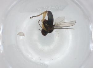  (Chrysotus brevicornis - BIOUG95023-B06)  @11 [ ] CreativeCommons - Attribution (2022) Centre for Biodiversity Genomics Centre for Biodiversity Genomics