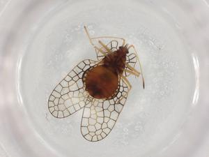  ( - BIOUG95024-D09)  @11 [ ] CreativeCommons - Attribution (2022) Centre for Biodiversity Genomics Centre for Biodiversity Genomics