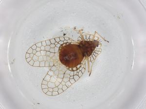  ( - BIOUG95152-D08)  @11 [ ] CreativeCommons - Attribution (2022) Centre for Biodiversity Genomics Centre for Biodiversity Genomics