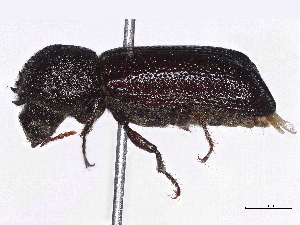  (Amphicerus galapaganus - BIOUG95302-H06)  @11 [ ] CreativeCommons - Attribution Non-Commercial Share-Alike (2022) CBG Photography Group Centre for Biodiversity Genomics
