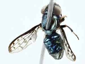  ( - BIOUG95312-C08)  @11 [ ] CreativeCommons - Attribution (2022) CBG Photography Group Centre for Biodiversity Genomics