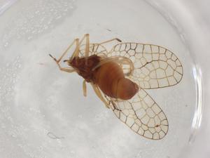  ( - BIOUG95652-B11)  @11 [ ] CreativeCommons - Attribution (2022) Centre for Biodiversity Genomics Centre for Biodiversity Genomics