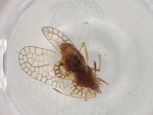  ( - BIOUG95714-G07)  @11 [ ] CreativeCommons - Attribution (2022) Centre for Biodiversity Genomics Centre for Biodiversity Genomics