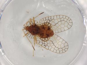  ( - BIOUG95714-G12)  @11 [ ] CreativeCommons - Attribution (2022) Centre for Biodiversity Genomics Centre for Biodiversity Genomics