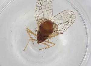  ( - BIOUG95715-A01)  @11 [ ] CreativeCommons - Attribution (2022) Centre for Biodiversity Genomics Centre for Biodiversity Genomics