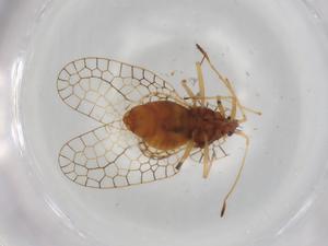  ( - BIOUG95715-B05)  @11 [ ] CreativeCommons - Attribution (2022) Centre for Biodiversity Genomics Centre for Biodiversity Genomics