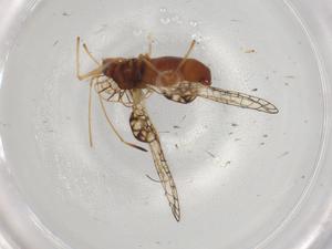  ( - BIOUG95892-A07)  @11 [ ] CreativeCommons - Attribution (2022) Centre for Biodiversity Genomics Centre for Biodiversity Genomics