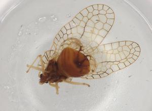  ( - BIOUG95892-A08)  @11 [ ] CreativeCommons - Attribution (2022) Centre for Biodiversity Genomics Centre for Biodiversity Genomics