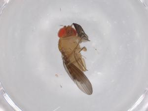  ( - BIOUG95893-F11)  @11 [ ] CreativeCommons - Attribution (2022) Centre for Biodiversity Genomics Centre for Biodiversity Genomics