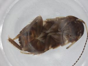  ( - BIOUG96325-C10)  @11 [ ] CreativeCommons - Attribution (2022) Centre for Biodiversity Genomics Centre for Biodiversity Genomics