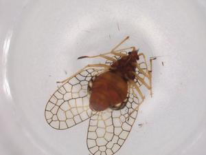  ( - BIOUG96328-D11)  @11 [ ] CreativeCommons - Attribution (2022) Centre for Biodiversity Genomics Centre for Biodiversity Genomics