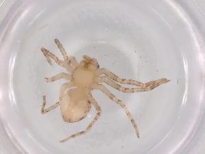  ( - BIOUG96330-E08)  @11 [ ] CreativeCommons - Attribution (2022) Centre for Biodiversity Genomics Centre for Biodiversity Genomics