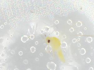  ( - BIOUG94344-D08)  @11 [ ] CreativeCommons - Attribution (2022) Centre for Biodiversity Genomics Centre for Biodiversity Genomics