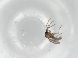  ( - BIOUG94764-F11)  @11 [ ] CreativeCommons - Attribution (2022) Centre for Biodiversity Genomics Centre for Biodiversity Genomics