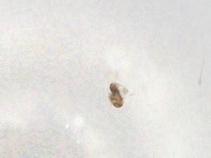  ( - BIOUG94973-D02)  @11 [ ] CreativeCommons - Attribution (2022) Centre for Biodiversity Genomics Centre for Biodiversity Genomics