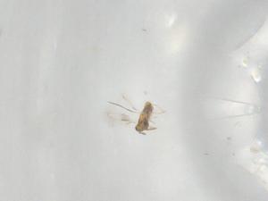  ( - BIOUG94973-H09)  @11 [ ] CreativeCommons - Attribution (2022) Centre for Biodiversity Genomics Centre for Biodiversity Genomics