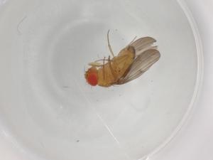  ( - BIOUG94978-A10)  @11 [ ] CreativeCommons - Attribution (2022) Centre for Biodiversity Genomics Centre for Biodiversity Genomics