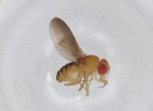  ( - BIOUG95025-C07)  @11 [ ] CreativeCommons - Attribution (2022) Centre for Biodiversity Genomics Centre for Biodiversity Genomics