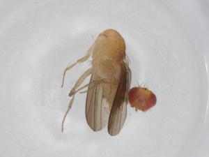  ( - BIOUG95109-B07)  @11 [ ] CreativeCommons - Attribution (2022) Centre for Biodiversity Genomics Centre for Biodiversity Genomics