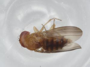  ( - BIOUG95109-G12)  @11 [ ] CreativeCommons - Attribution (2022) Centre for Biodiversity Genomics Centre for Biodiversity Genomics