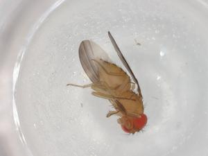  ( - BIOUG95110-G06)  @11 [ ] CreativeCommons - Attribution (2022) Centre for Biodiversity Genomics Centre for Biodiversity Genomics