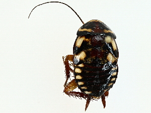  ( - BIOUG95314-A01)  @11 [ ] CreativeCommons - Attribution (2022) CBG Photography Group Centre for Biodiversity Genomics