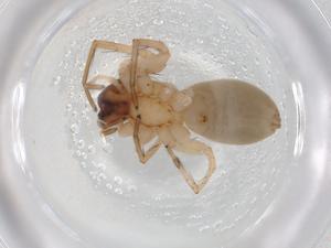  ( - BIOUG95623-E02)  @11 [ ] CreativeCommons - Attribution (2022) Centre for Biodiversity Genomics Centre for Biodiversity Genomics