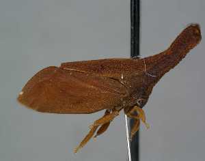  (Lycoderides phasianus - ZSFQMEM-059)  @11 [ ] by-sa - CreativeCommons - Attribution Share-Alike (2025) Museo de Zoologia Universidad San Francisco de Quito Universidad San Francisco de Quito