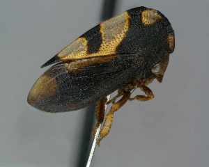  (Membracis micaniaae - ZSFQMEM-079)  @11 [ ] by-sa - CreativeCommons - Attribution Share-Alike (2025) Museo de Zoologia Universidad San Francisco de Quito Universidad San Francisco de Quito