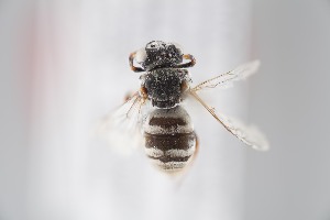  ( - CCDB-28238 A12)  @12 [ ] CreativeCommons - Attribution (2015) Laurence Packer York University