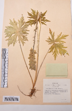  (Aconitum krylovii - CCDB-26253-C01)  @11 [ ] CreativeCommons - Attribution Non-Commercial Share-Alike (2016) Evgeny Zibzeev Central Ciberian Botanical Garden
