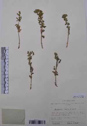  (Euphorbia rossica - CCDB-26253-D07)  @11 [ ] CreativeCommons - Attribution Non-Commercial Share-Alike (2016) Evgeny Zibzeev Central Ciberian Botanical Garden