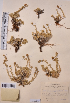  (Artemisia argyrophylla - CCDB-26253-E03)  @11 [ ] CreativeCommons - Attribution Non-Commercial Share-Alike (2016) Evgeny Zibzeev Central Ciberian Botanical Garden