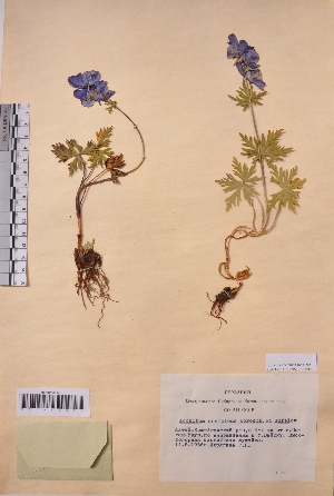  (Aconitum decipiens - CCDB-26253-E05)  @11 [ ] CreativeCommons - Attribution Non-Commercial Share-Alike (2016) Evgeny Zibzeev Central Ciberian Botanical Garden