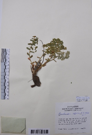  (Euphorbia alpina - CCDB-26253-E07)  @11 [ ] CreativeCommons - Attribution Non-Commercial Share-Alike (2016) Evgeny Zibzeev Central Ciberian Botanical Garden