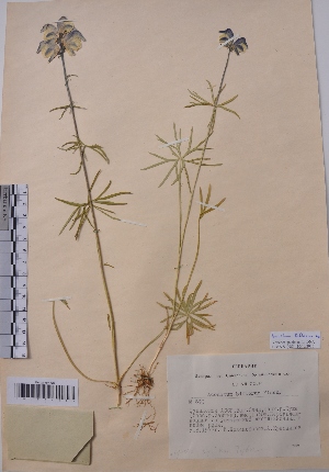  (Aconitum biflorum - CCDB-26253-F05)  @11 [ ] CreativeCommons - Attribution Non-Commercial Share-Alike (2016) Evgeny Zibzeev Central Ciberian Botanical Garden