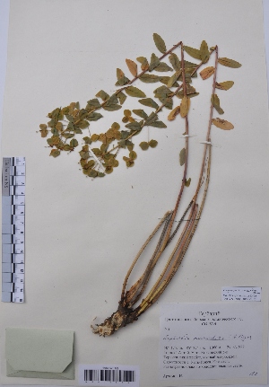  (Euphorbia macrorhiza - CCDB-26253-F07)  @11 [ ] CreativeCommons - Attribution Non-Commercial Share-Alike (2016) Evgeny Zibzeev Central Ciberian Botanical Garden