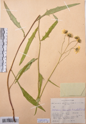  (Hieracium tuvinicum - CCDB-26253-G01)  @11 [ ] CreativeCommons - Attribution Non-Commercial Share-Alike (2016) Evgeny Zibzeev Central Ciberian Botanical Garden